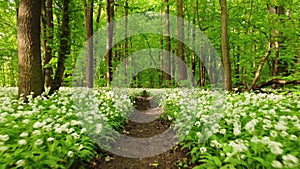 Forest covered in flowering bear garlic. A romantic place for a Valentinian stroll