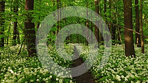 Forest covered in flowering bear garlic. A romantic place for a Valentinian stroll