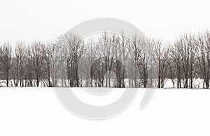 Forest covered by fresh snow during Winter time. Winter scene is the contrast between the frosty trees, white snow foreground and