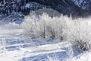 Forest covered with frost in a winter coldness along river