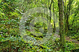 Forest covered with moss