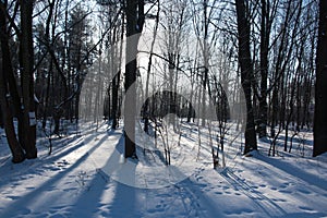 Forest covered with snow