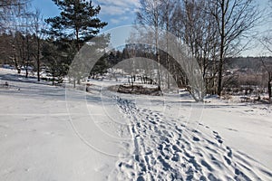 forest covered with snow