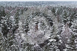 Forest covered with snow