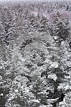 Forest covered with snow