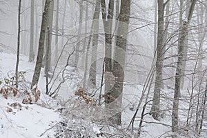 Forest covered with snow in Pilio