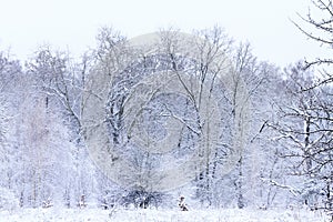 Forest covered with snow