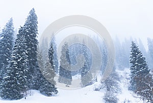 Forest covered with snow in winter in the mountains during snowfall and fog.