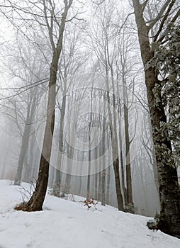 Les pokrytý sněhem v zimě. Slovensko