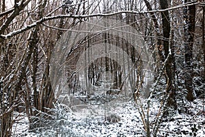 Forest covered with snow in winter, trees with orange leaves.