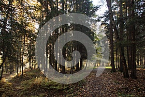 A forest covered with sunbeams in the autumn morning, a walking path passes between tall trees