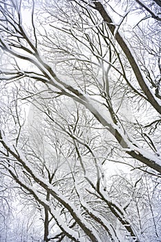 Forest cowered with snow.