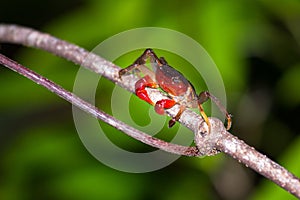 Forest Crab Masoala photo