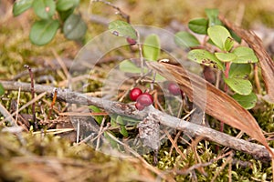 Forest cranberries on a branch