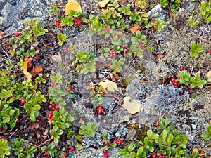 Forest cranberries