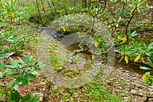 Forest creek in autumn.