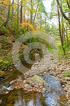 Forest creek in autumn.