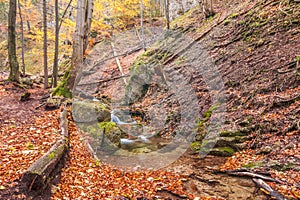 Les s potokom v jesennej farbe