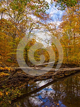 Forest Creek in Autumn, Pennsylvania Woodland, Ridley Creek State Park