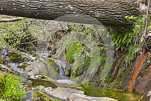 Forest and creek with silk effect. Jarama river in Madrid