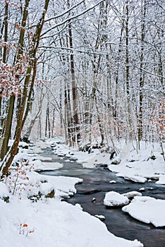 forest creek in winter forest.