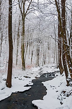 forest creek in winter forest.