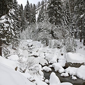 Forest Creek in Winter at Sequoia National Park