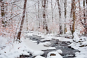 Forest creek in winter forest