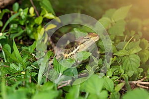 Forest Crested Lizard,Animal:Reptiles