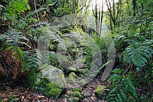 Forest in Cubo de la Galga