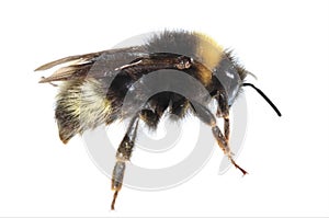 Forest Cuckoo Bee Bombus sylvestris