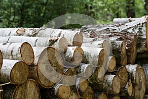 Forest cut, cut pine, birch tree logs arranged in order in cubic