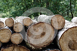 Forest cut, cut pine, birch tree logs arranged in order in cubic