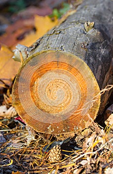 Forest cut down. Pine trees lying in the forest after deforestation, firewood