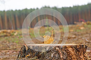 Forest cut down. Pine trees lying in forest after deforestation, firewood. Pile of wood