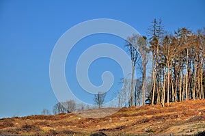 Forest cut down
