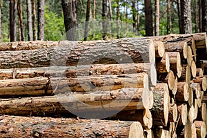 Forest cut, cut pine, birch tree logs arranged in order in cubic