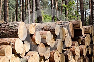 Forest cut, cut pine, birch tree logs arranged in order in cubic
