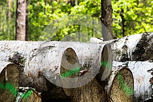 Forest cut, cut pine, birch tree logs arranged in order in cubic