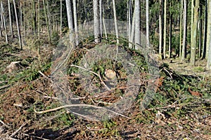 Forest cut trees logging, pine spruce branches cut down pile
