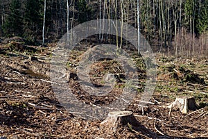 Forest cut trees logging, pine spruce branches cut down pile