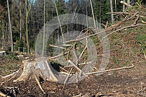 Forest cut trees logging, pine spruce branches cut down pile