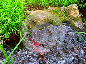 Forest dam with a rapid stream awakens the ear