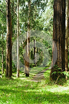 Forest, Dandenong Ranges