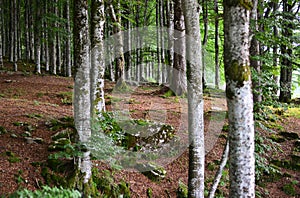 the forest darkens during the autumn