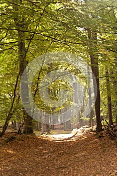 In the Forest of Darss