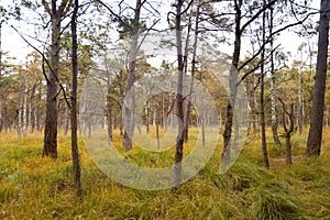 In the Forest of Darss