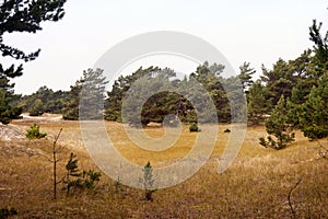 In the Forest of Darss