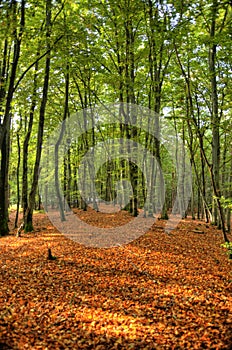 In the Forest of Darss