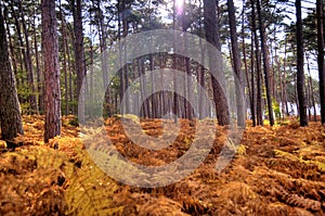 In the Forest of Darss